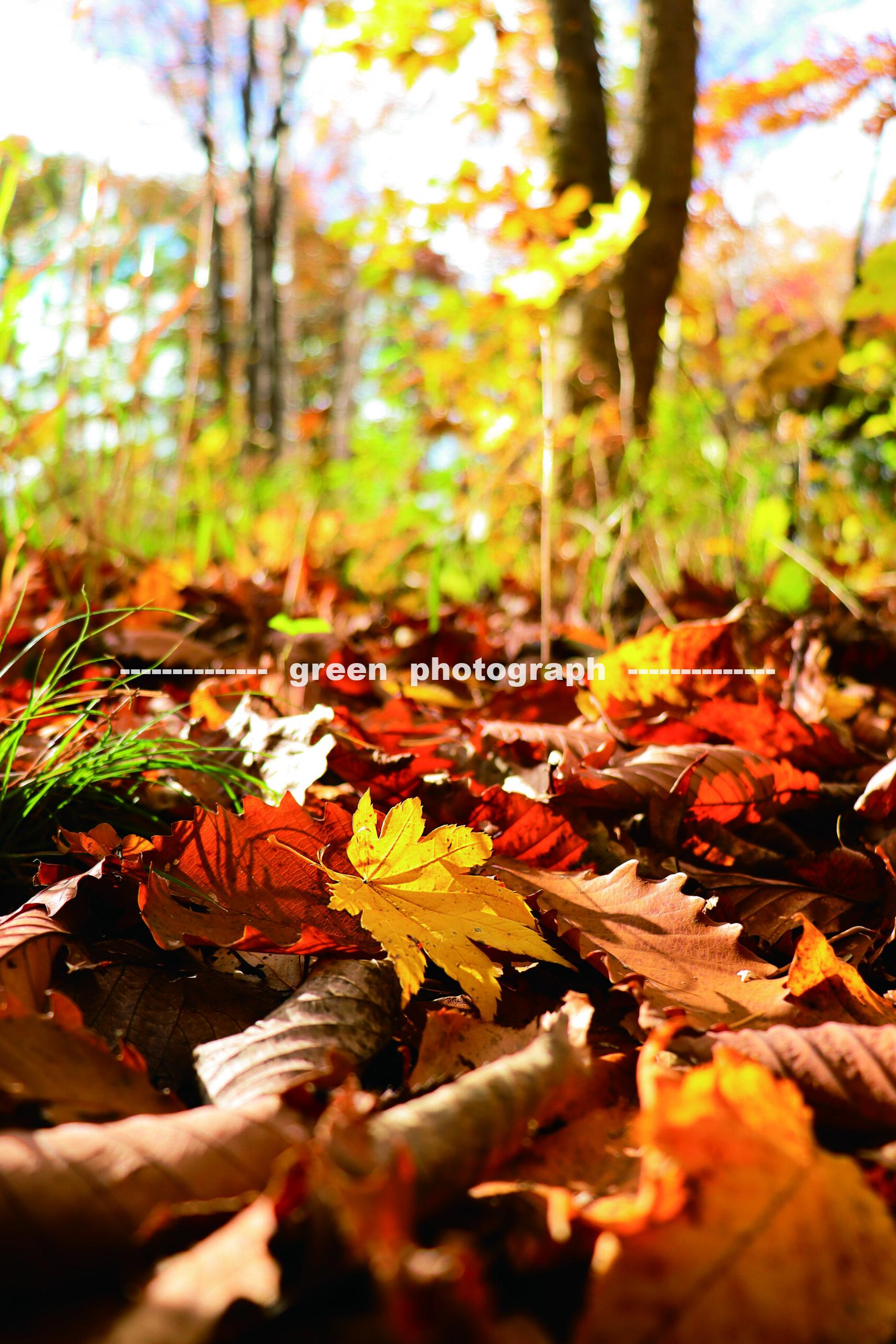 秋。重なる落ち葉。