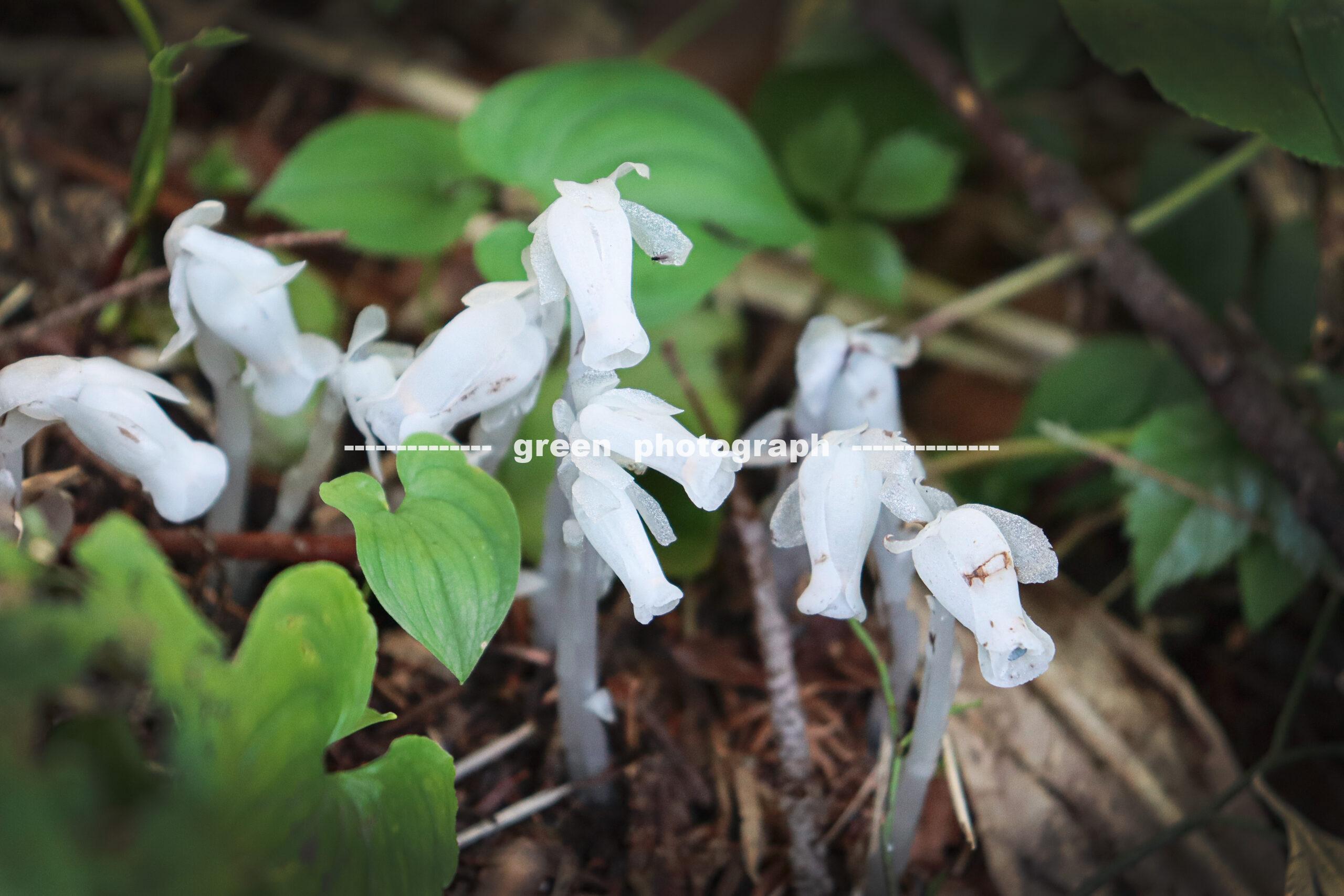 森吉山の銀竜草