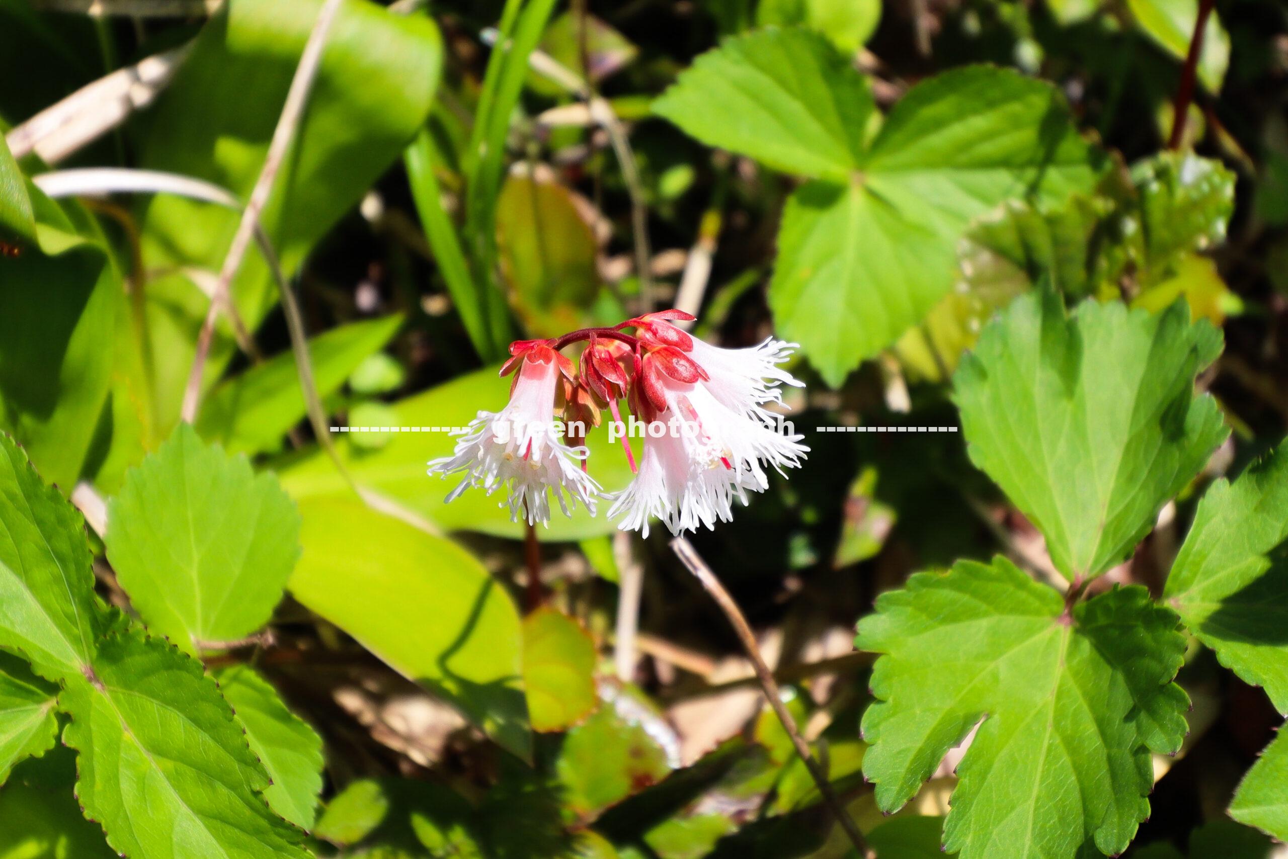 森吉山に咲くイワカガミ。