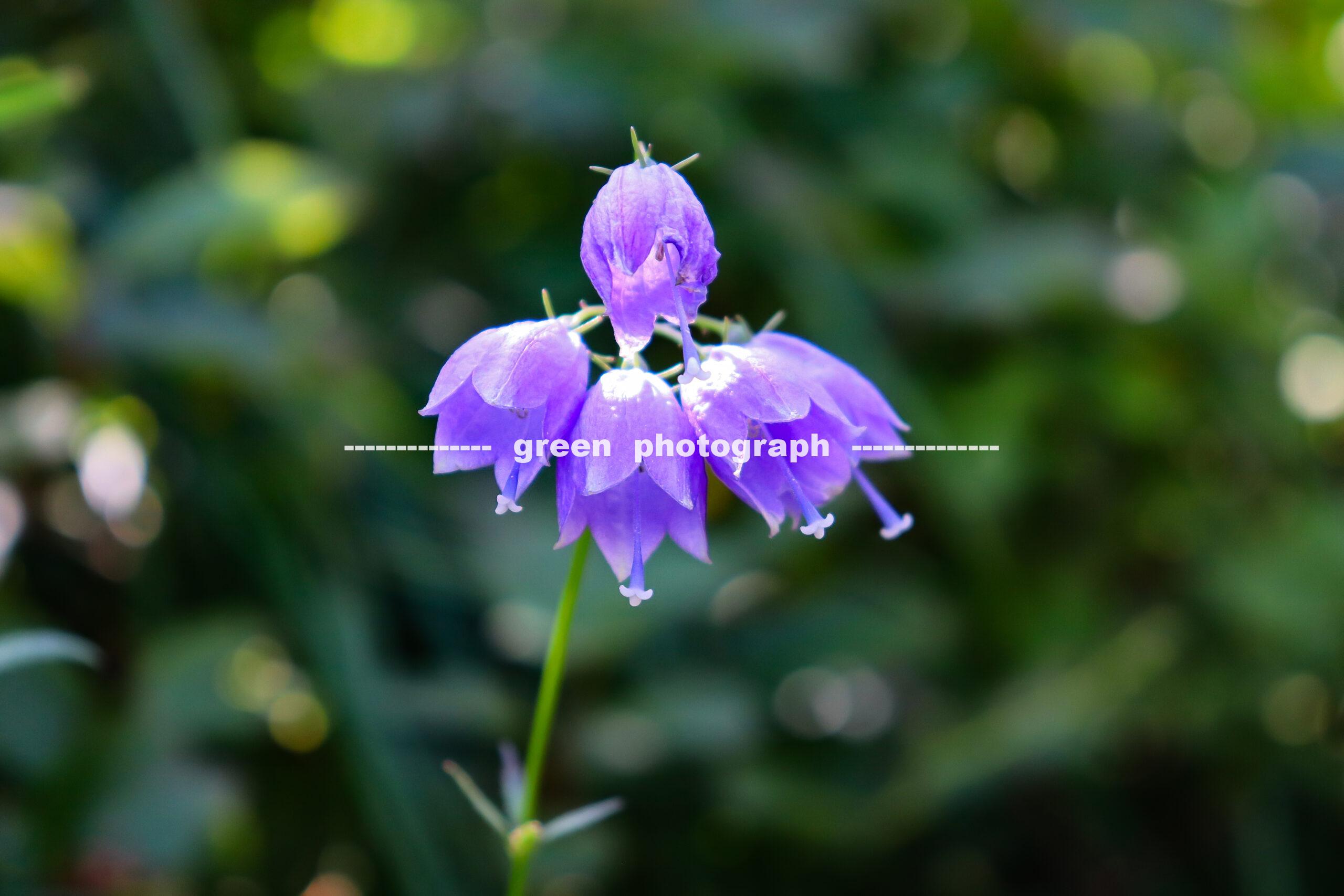 ハクサンシャジン