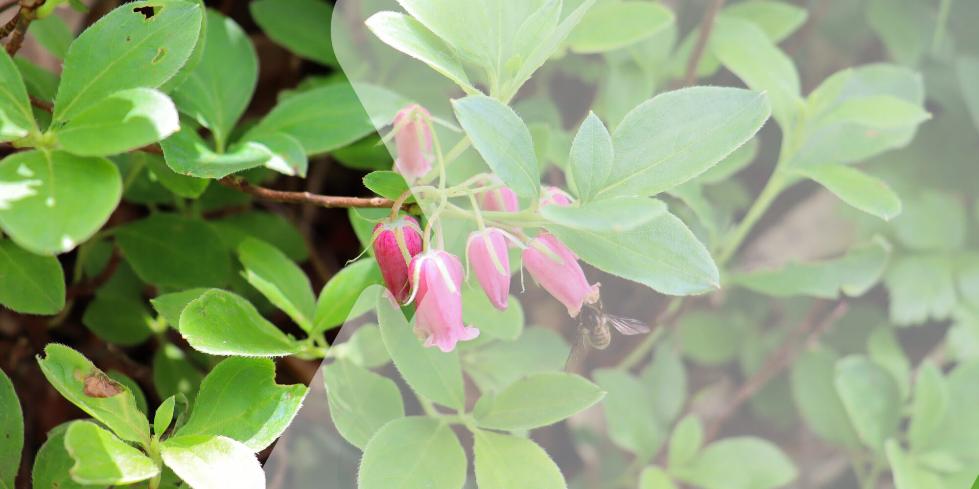 ウラジロヨウラク 森吉山に咲くウラジロヨウラク。