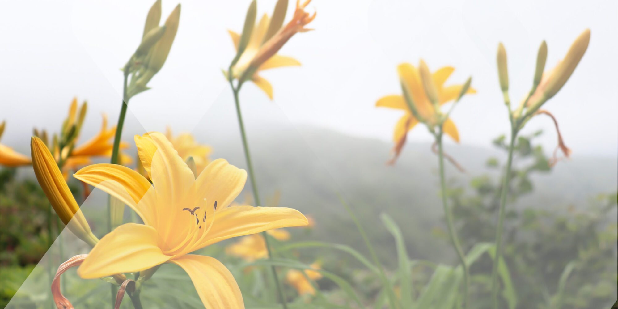 ニッコウキスゲ 森吉山に咲くニッコウキスゲ。