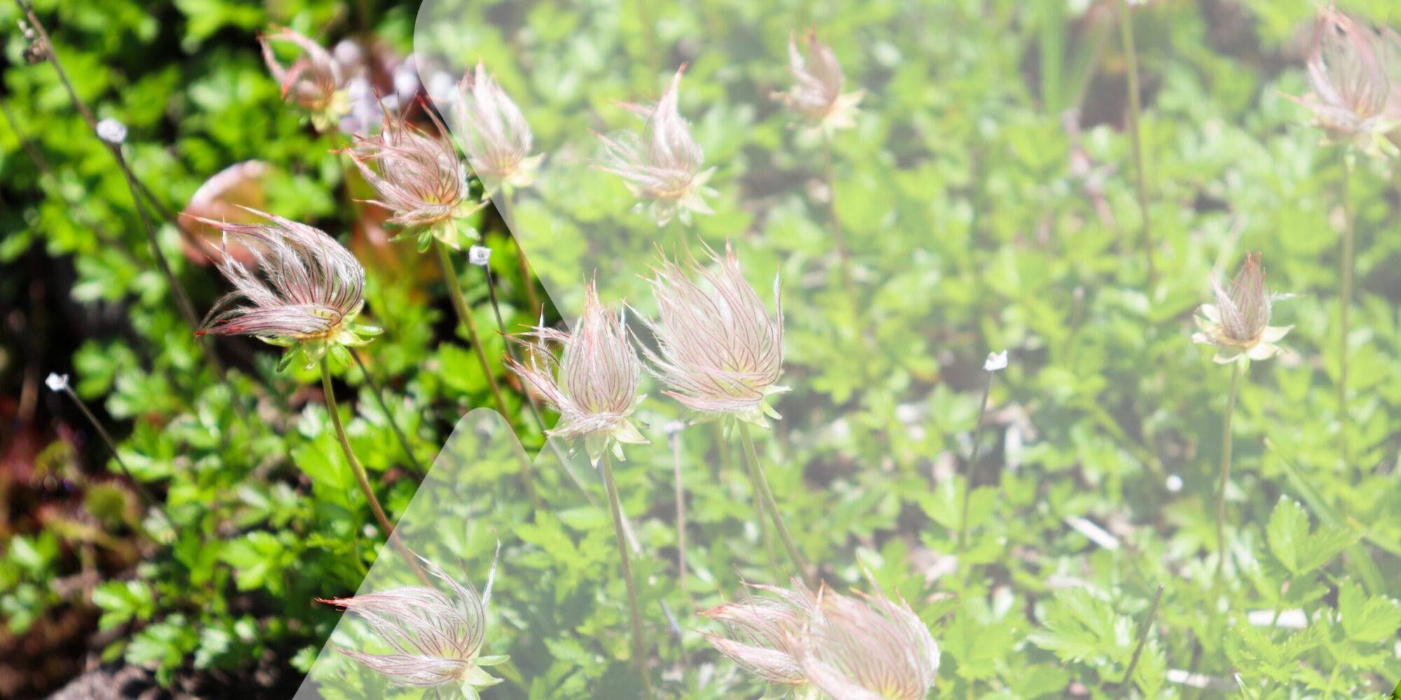 チングルマ(綿毛) チングルマ(綿毛)