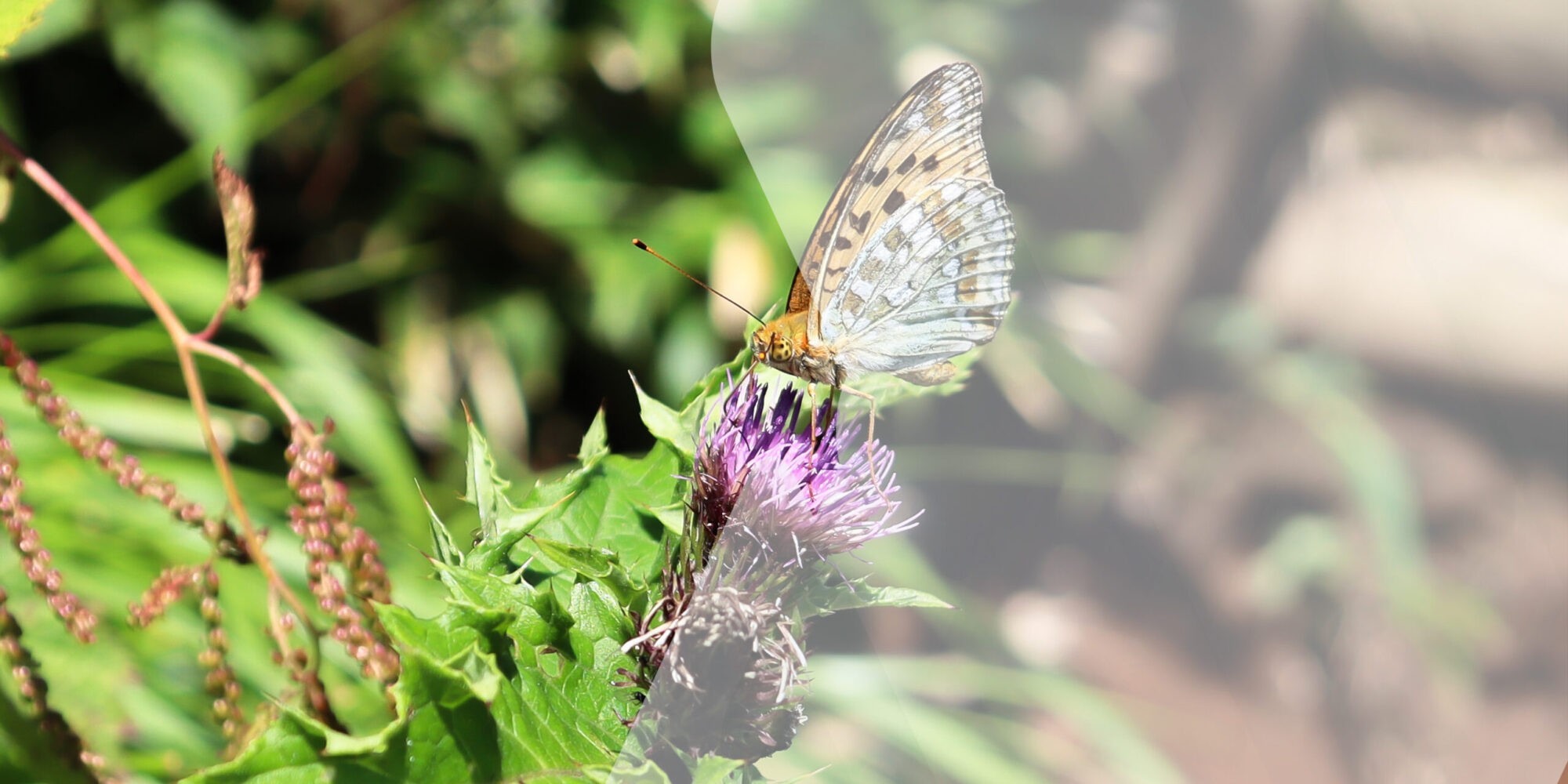 アザミ&蝶々 アザミ&蝶々