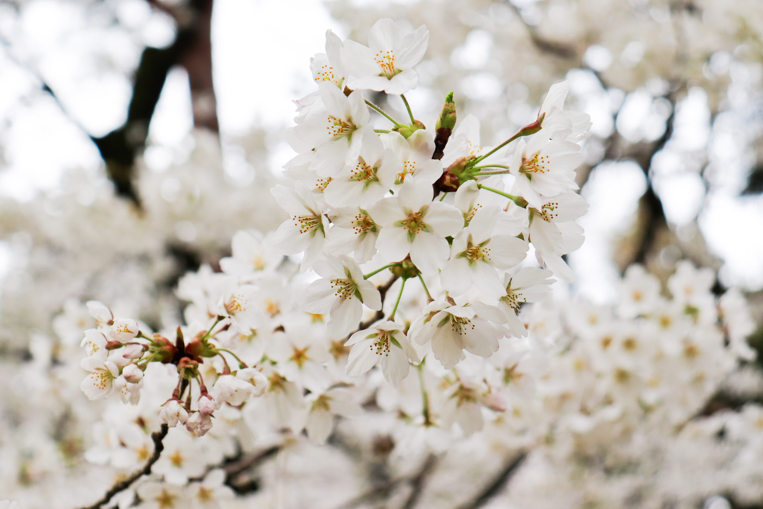 千秋公園の桜