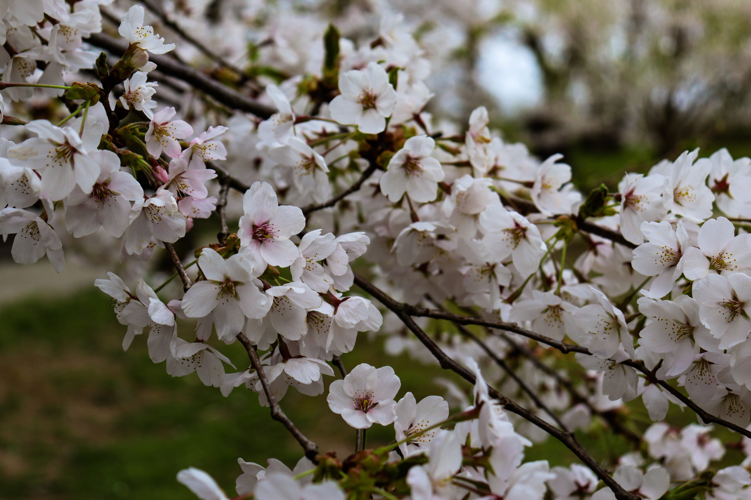 千秋公園の桜