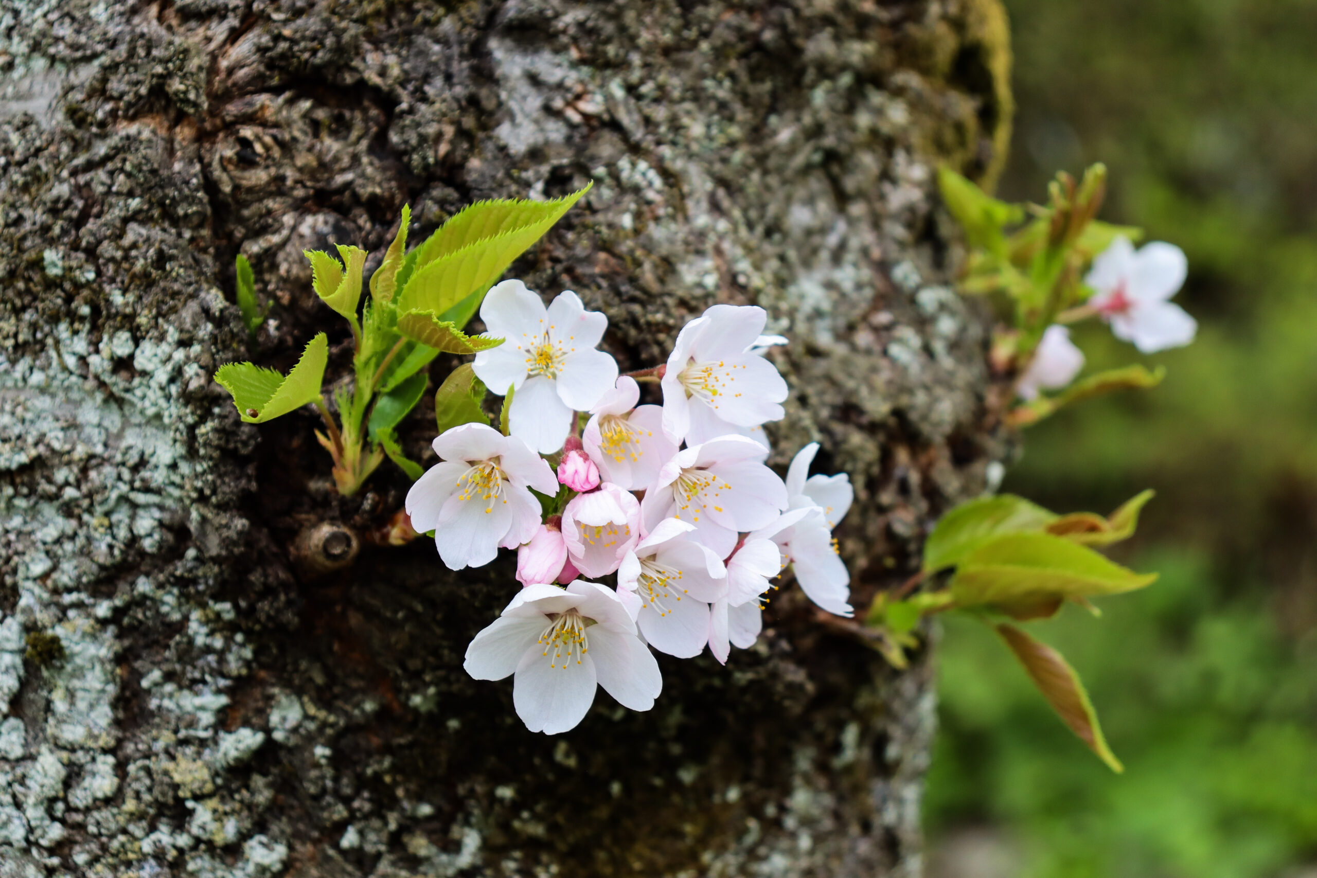 千秋公園の桜