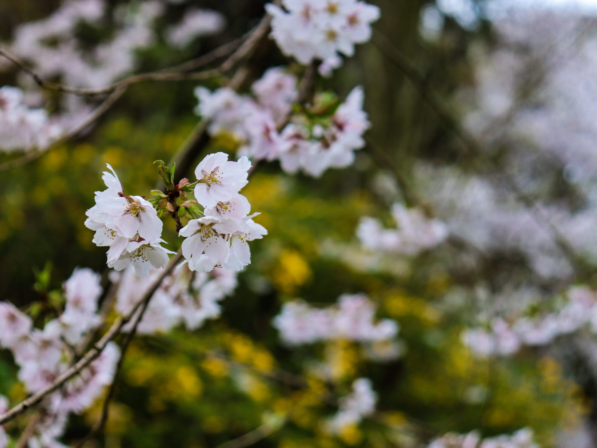 公園に咲く桜