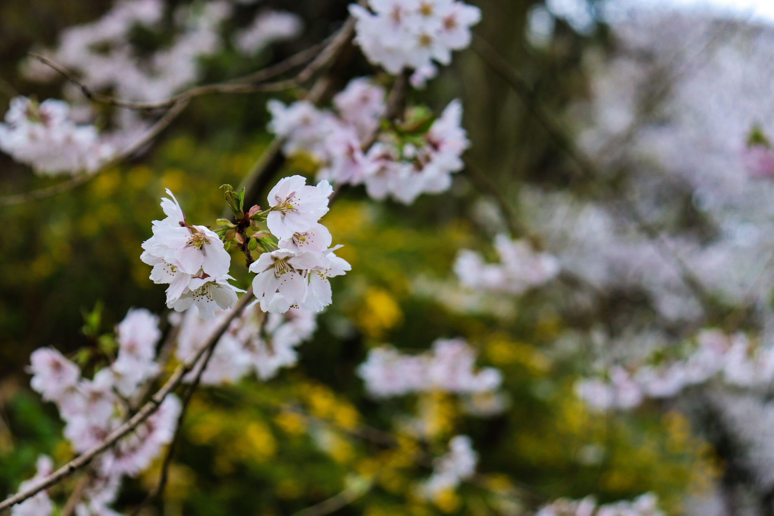 千秋公園の桜