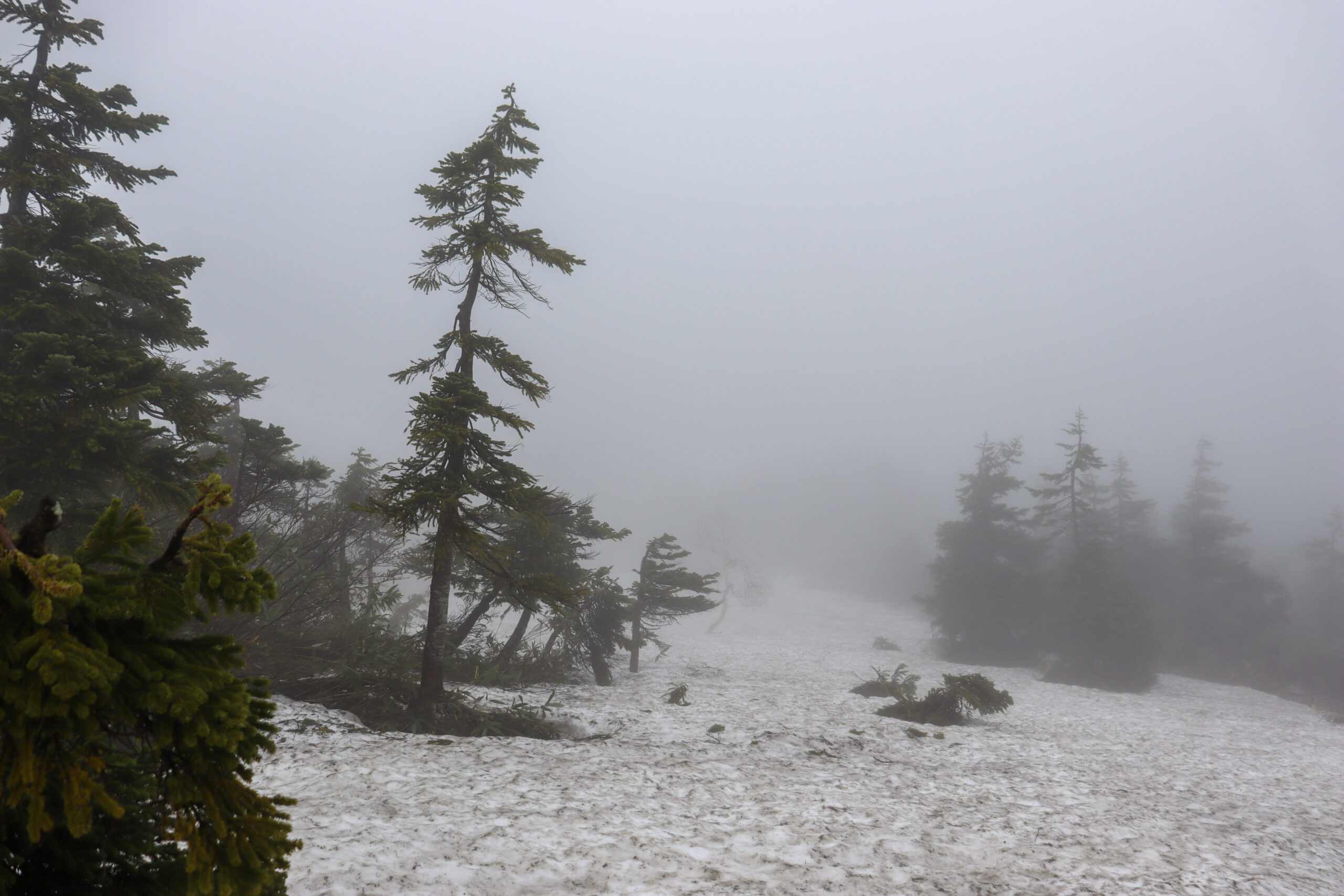 森吉山6月上旬登山記録