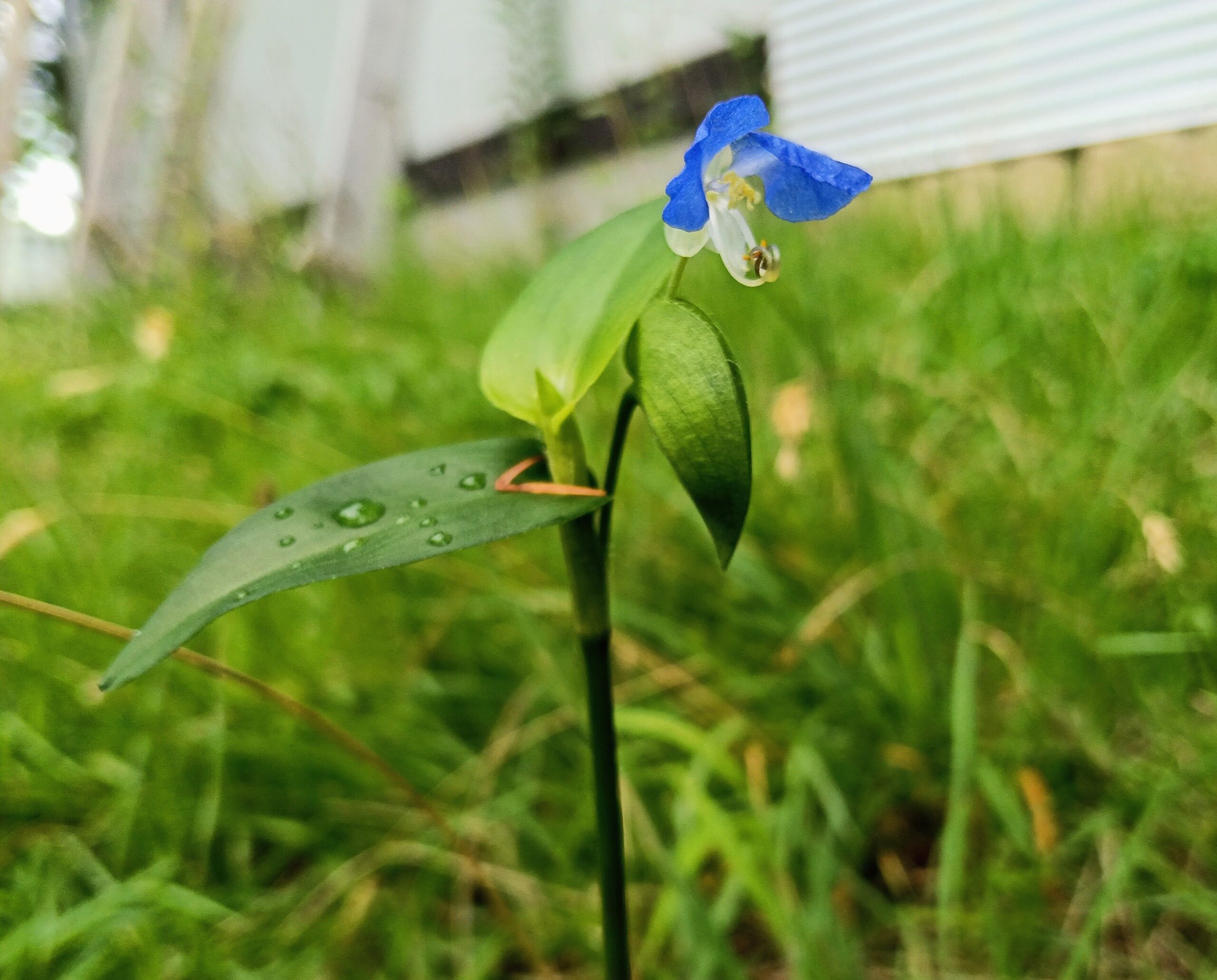 身近な草花と木々と雑草 ― 8月